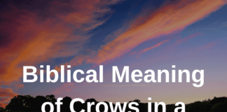 Biblical Meaning of Crows in a Dream