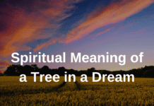 Spiritual Meaning of a Tree in a Dream
