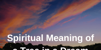 Spiritual Meaning of a Tree in a Dream